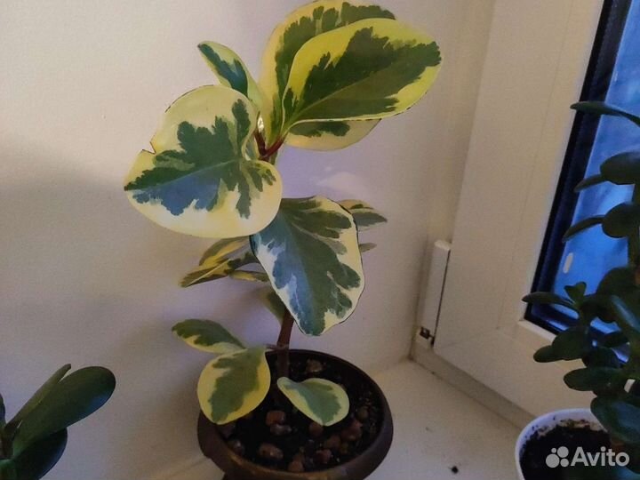 Толстянка (денежное дерево)