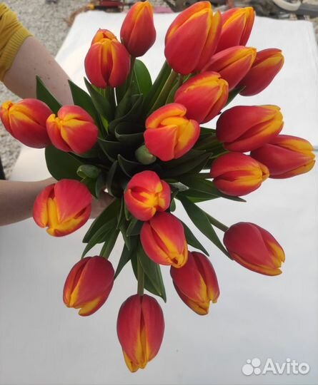 Розы цветы с доставкой