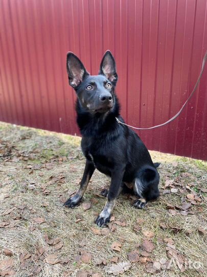 Щенок метис овчарки в дар