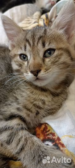 Котенок в добрые руки