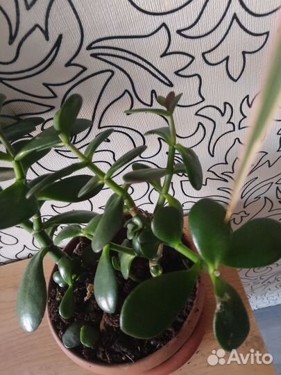 Денежное дерево