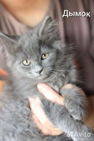 Воспитанные котята