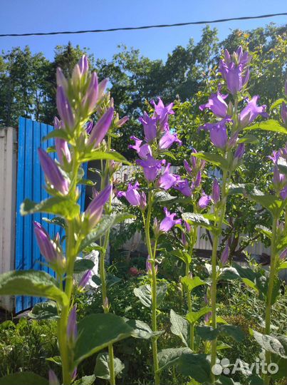 Колокольчик многолетний