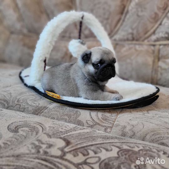 Маленькие колобки