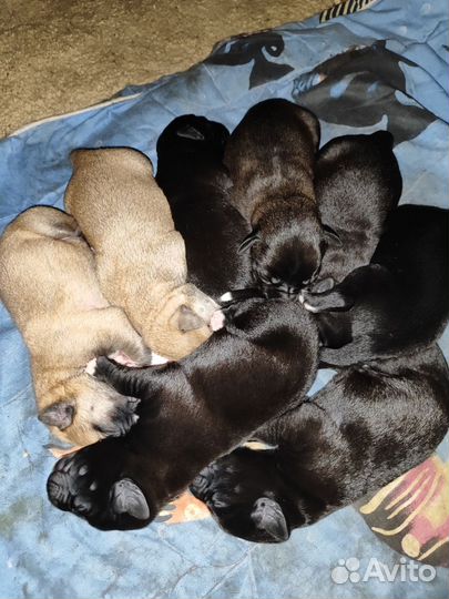 Щенки лабрадора в добрые руки