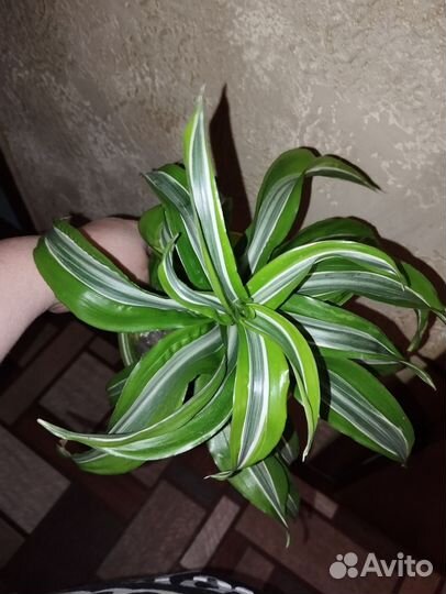 Драцена душистая