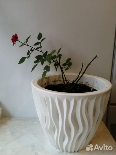 Роза комнатная