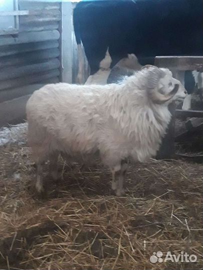 Бараны овцы ягнята