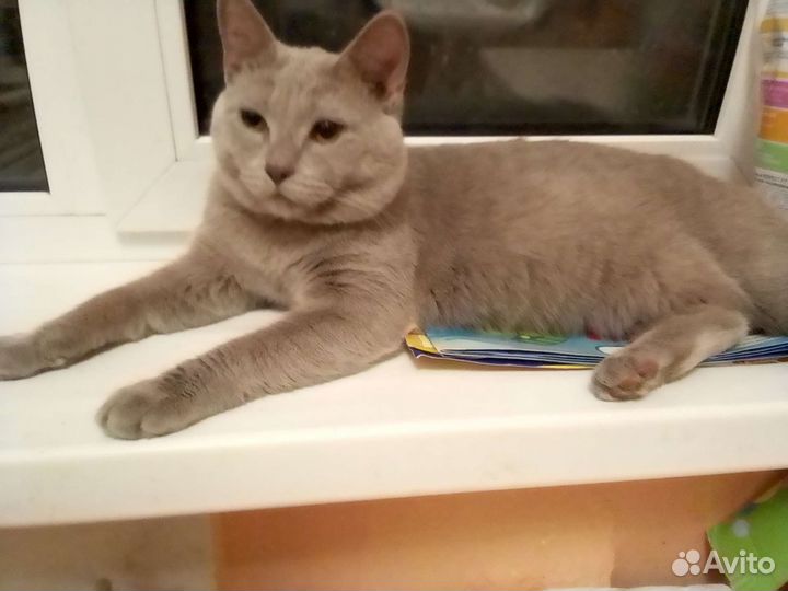 Кот для вязки