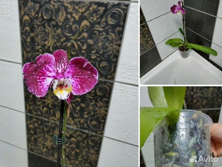 Орхидея фаленопсис