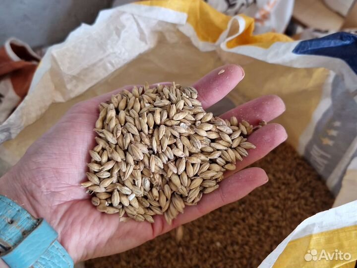 Солод Пилснер Премиум Курский