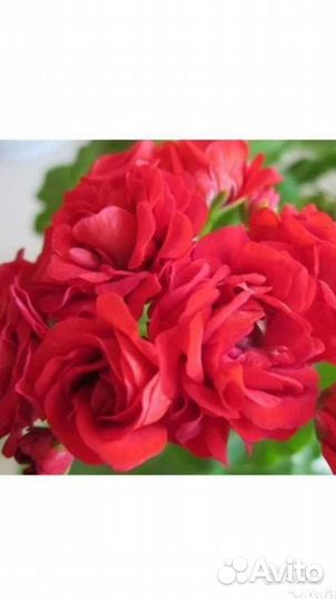 Сортовая герань, пеларгония Rosebud red