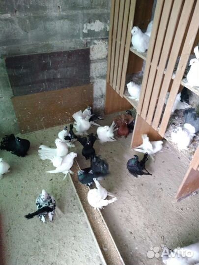 Продажа голубей