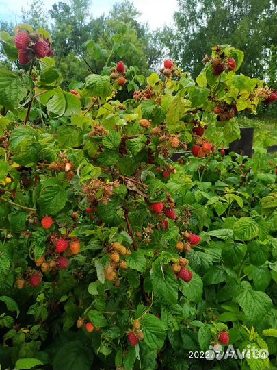 Саженцы малины