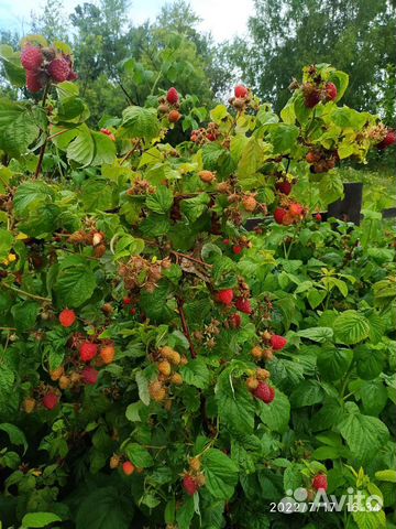 Саженцы малины