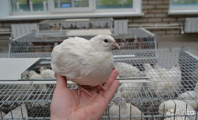 Перепела продажа