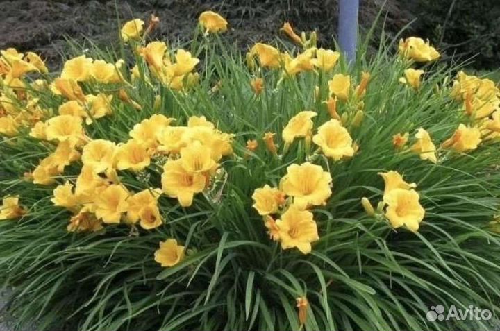 Лилейник низкорослый. многолетние растения