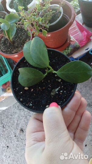 Комнатные цветы