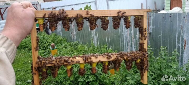 Матки бакфаст