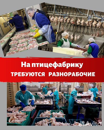 Разнорабочий на птицефабрику в Орловскую обл вахта