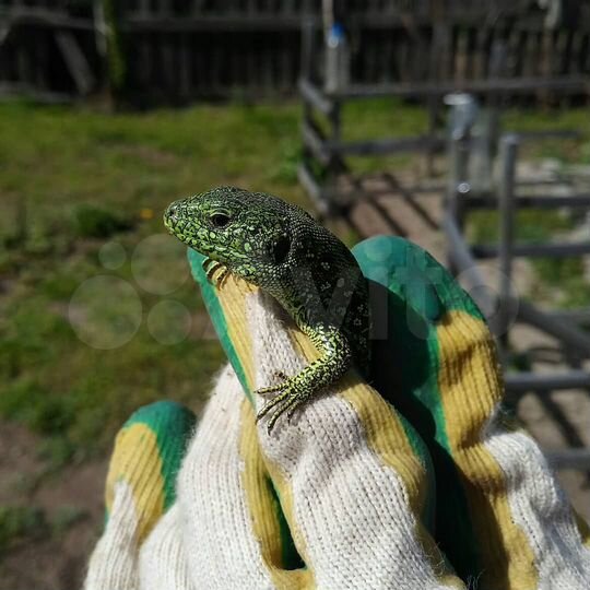 Участок 6 сот. (СНТ, ДНП)