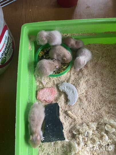 Продам хомячков