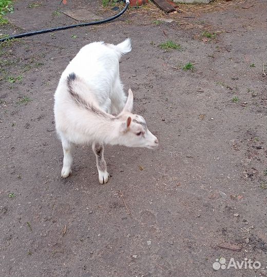 Альпийская козочка