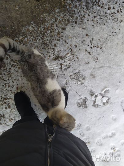 Кошка ищет дом