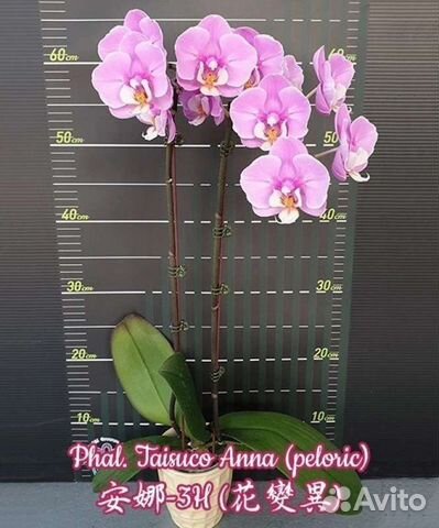 Орхидея фаленопсис бабочка