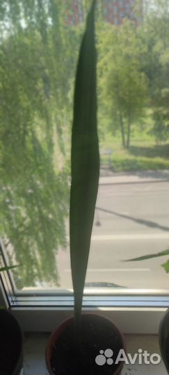 Сансевиерия