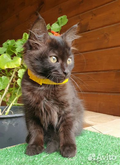 Отдаю котенка