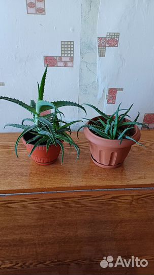 Комнатные растения цветы