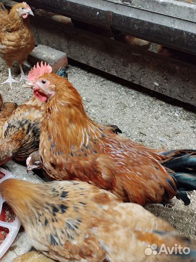 Молодые петушки