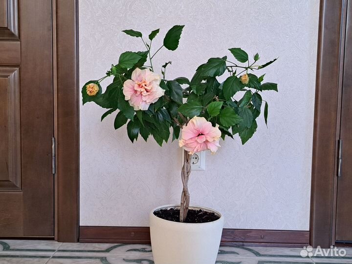 Комнатные растения. Гибискус розовый махровый