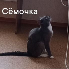 Кошки