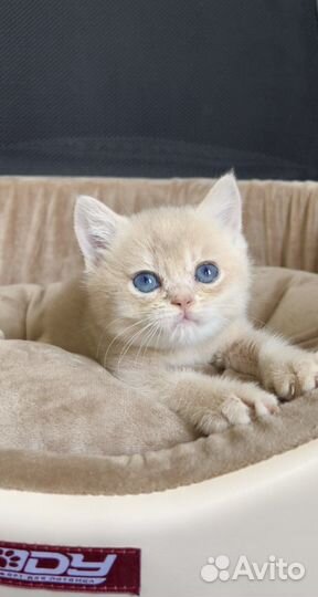 Британская золотая лиловая шиншилла шелл cy12 кот3