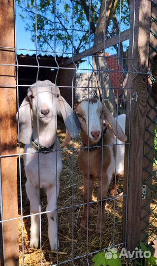 Козлята Нубо-Камори