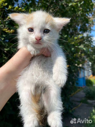 Кошки в добрые руки