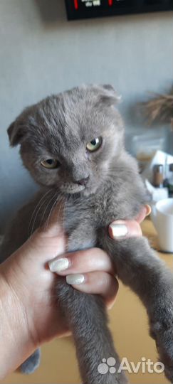 Котик кастрирован в добрые руки
