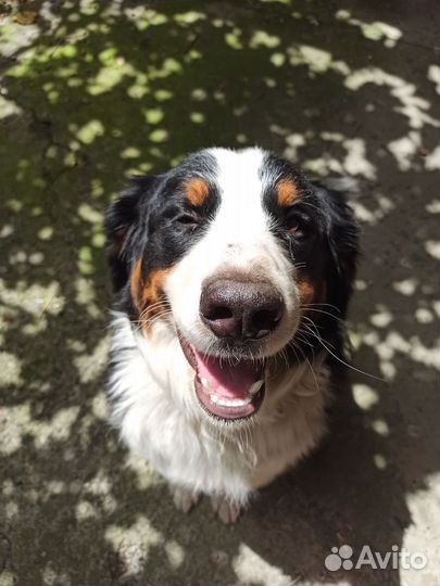 Дрессировка собак, хендлер, передержка