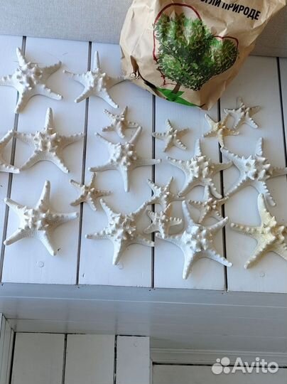 Морские ракушки и звезды