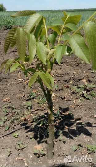 Грецкий орех