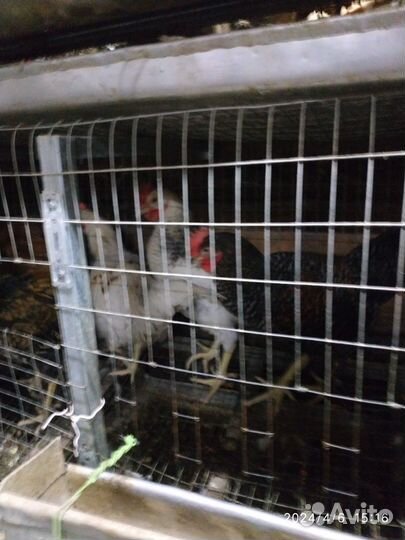 Молодые петухи