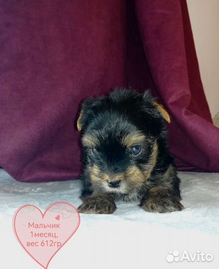 Йоркширский терьер