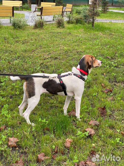 Ласковая девочка подростокв дар