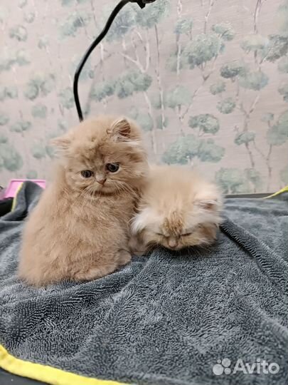 Персидская