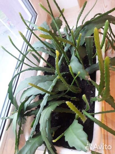 Дизокактус филлантовидный (эпифиллум)