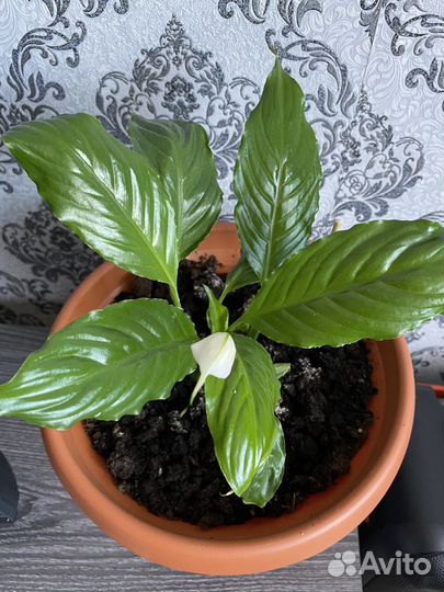 Комнатные цветы