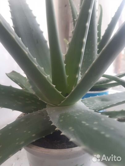 Алоэ, каланхое лечебное