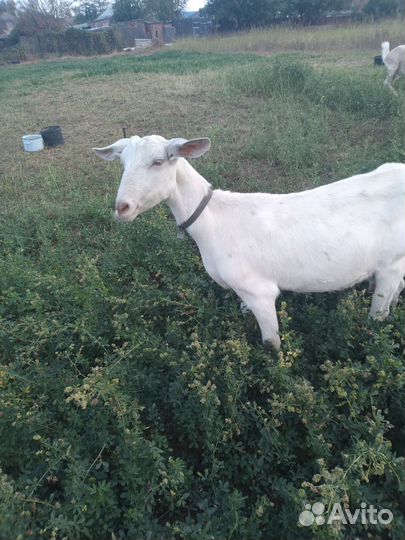 Козы дойные